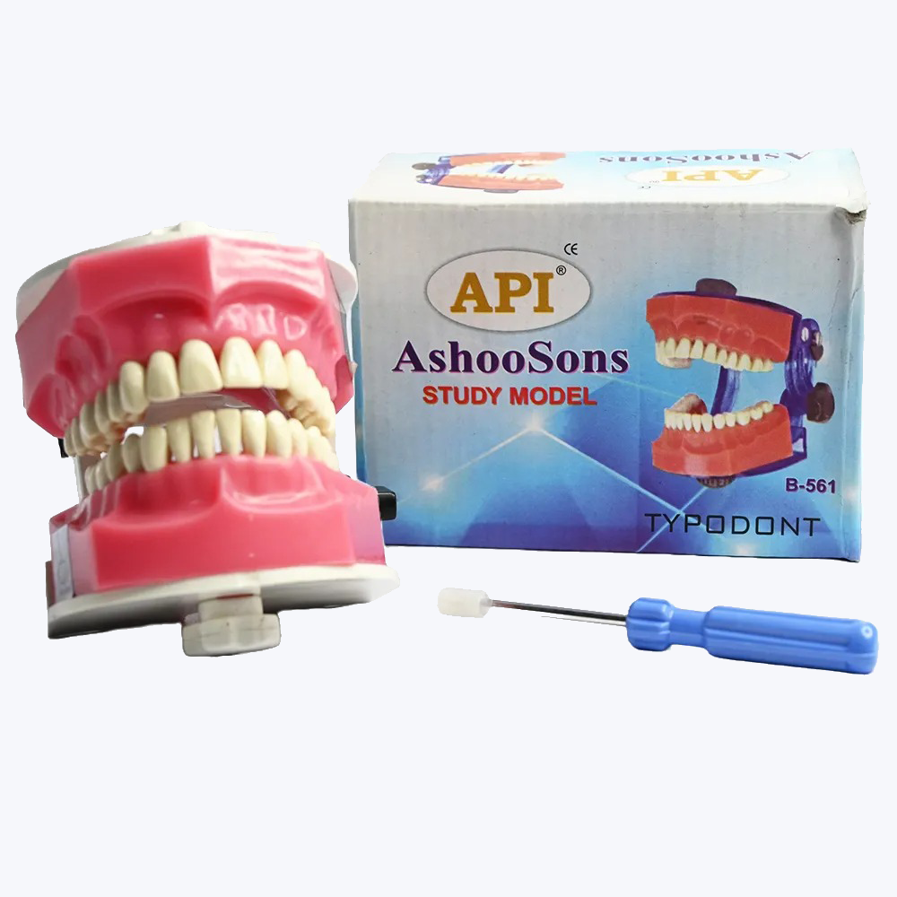 Api Jaw Set And Teeth B-561